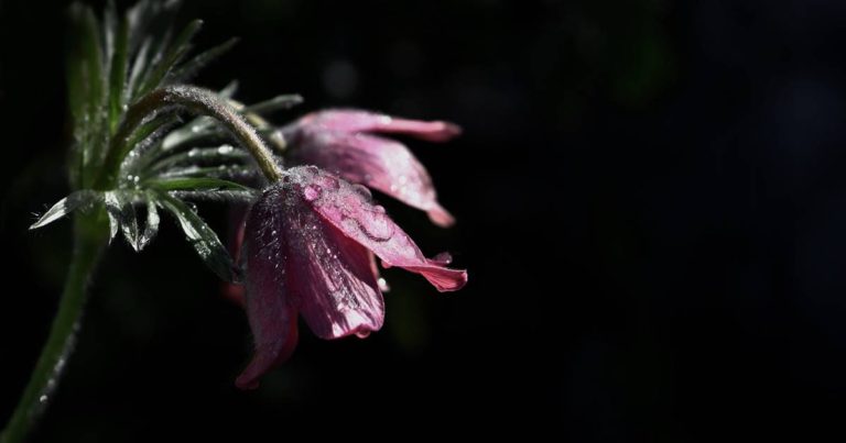 वस्ल दीयां घड़ियाँ पल छिन्न विच्च हां मुक्क जावेबिरह दीयां राताँ सदियाँ वे दिला सोग मनावेपैरां दे छाले, बुलियाँ दे हासे, नैनां दे हजूं हड़ लावेईद दा चाँद, होरी दे ड़ाके हर साल मन नुं तरसावेसौण दी बरखा परौली नच्चे,काले माह नाल छज्ज दा टोटका करावे१\\३ #निःशब्द #Rumi @Soofinama