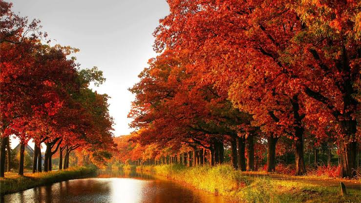 माहिया दा चेत्ता, जोगी जंगल विच्च जाके धूनी रमावेइंज होवे हंसा दी हूकां नौई बसंत नुं हर पतझड़ सद्दा पावेजे लोकी पादें पोलणियाँ इश्क़ दीयां मैनुं आपुइ इश्क़ गवादेनी सारा कुसूर साहां दा, धड़कन दी गूंजा यादां पुगावेहुण कि हाल सुनावां रूहां दा, शताब्दी मुड़ ढ़ोलना आवे२/२ #निःशब्द