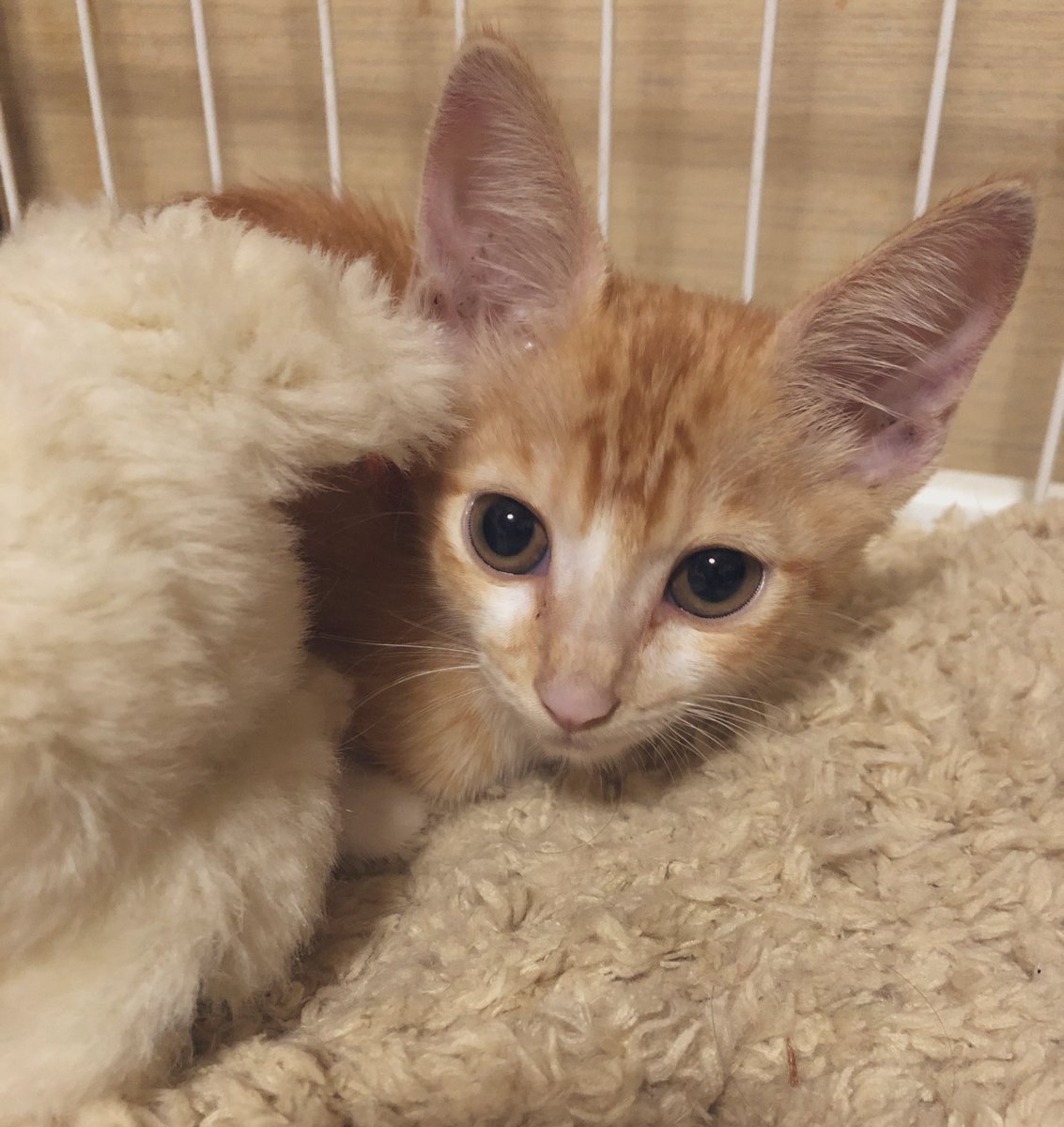 Ocham ほっとけない捨て猫ちゃんいて 急遽うちにきた ノミたくさんいてお風呂で全流し ガリガリだから 早くぷくぷくしてほしい 名前は 派遣 にした 部長がよかったけど 社員の手前それはやめた ᴗ ᴗ 捨て猫撲滅