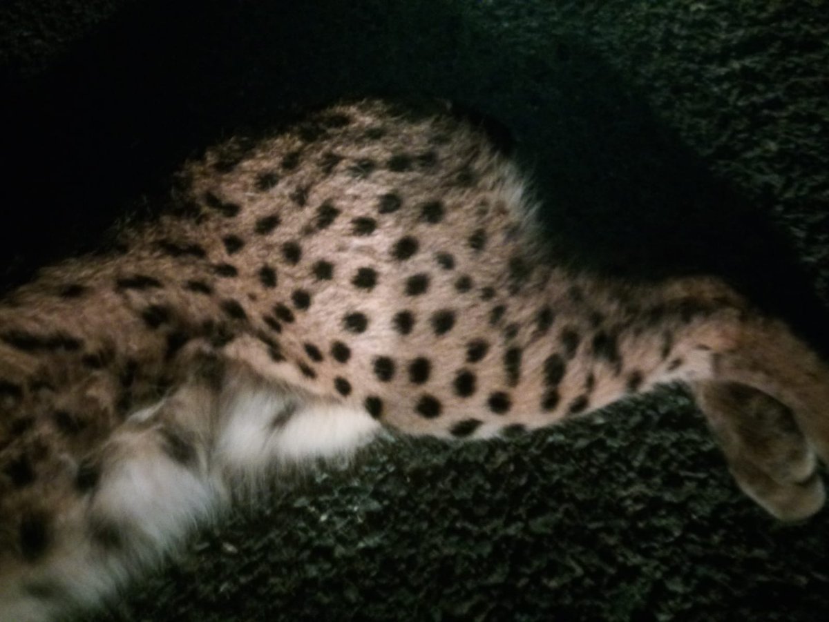 Local | Fallece un lince atropellado en el camino asfaltado de la Dehesa de Abajo

➡️ elcigarrerodigital.es/fallece-un-lin…

#LaPueblahoy #TDSProvincia