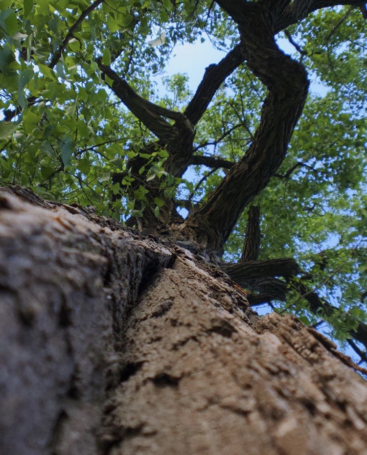 kibiorg's tweet photo. Nominations are in ➡️ time to vote for @IndyTreeOfYear on Facebook until September 18. https://t.co/DdePUQDyEe https://t.co/kdYPRCCny6