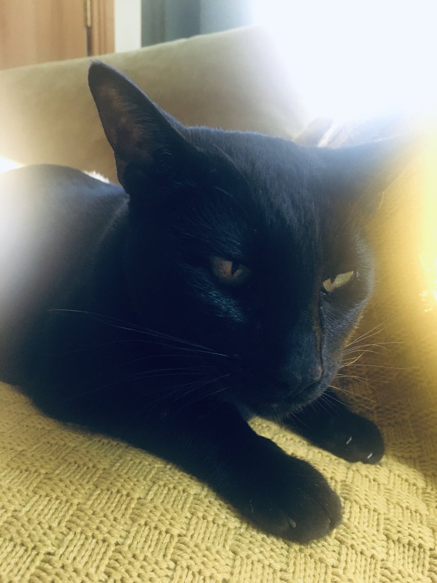 StrainLynda's tweet photo. I have been back and forward to vets 🐱with what they think is a skin allergy,I’m over grooming and getting a lot of hair balls.I have sores and on more medication.Mummy has been busy bathing the sores and baldy patches hope to be back in form soon 🤗😺❤️❤️❤️love you furrends ❤️ https://t.co/jgiqsAFdC7