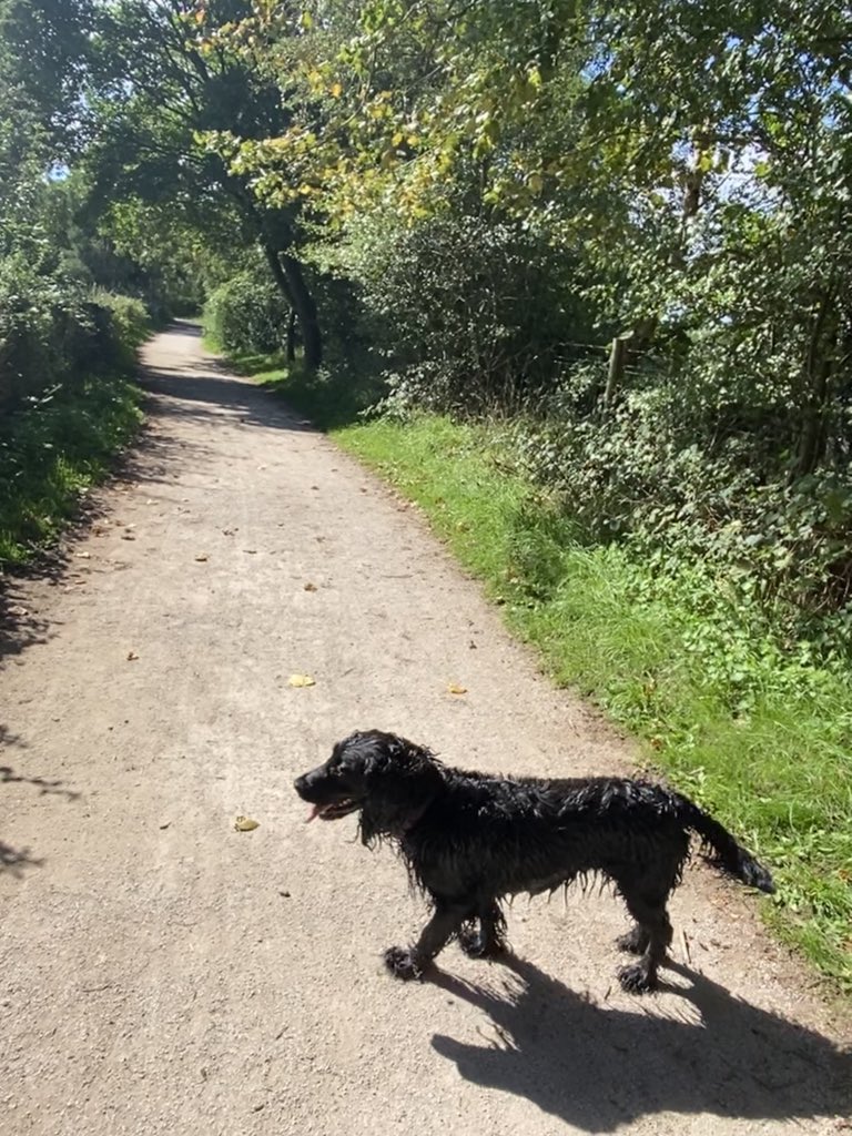 binkybunny7's tweet photo. Lovely 2.4 mile walk and chat with Anthea, pushing sleepy Felicity 👶🏼 round & trying to stop Poppy 🐶 from jumping in every single lake / stream / pond #WetDoggy #SelfCare #RytonPools #HappyTuesday 💗 https://t.co/q2inrJaFFO