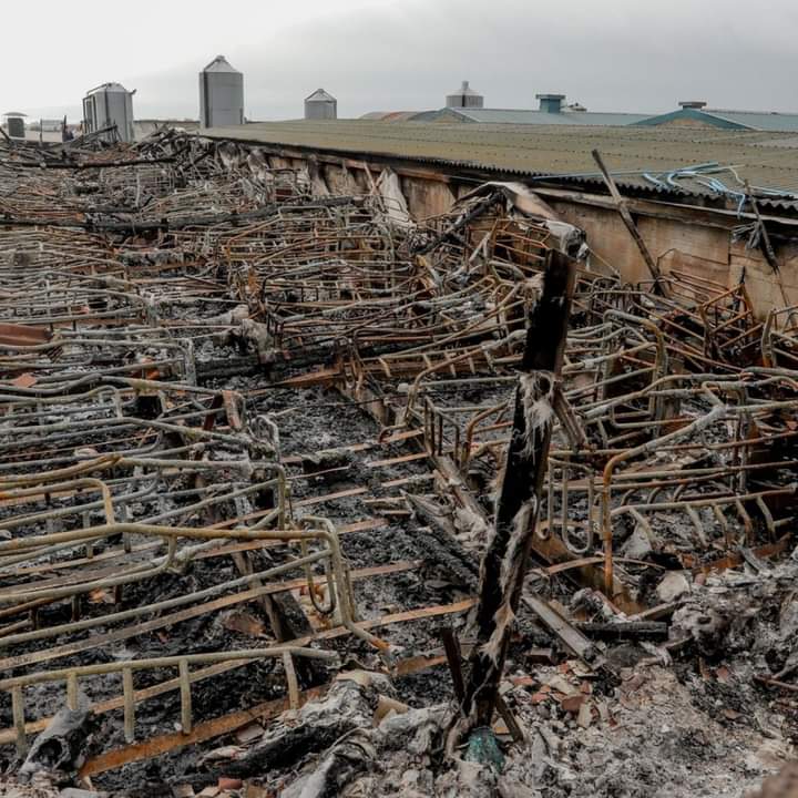 emptycages_'s tweet photo. Dans la nuit de lundi à mardi, un incendie s'est déclaré dans un élevage de cochons à Kilkeel (Irlande du Nord). Près de 2000 animaux ont trouvé la mort.
LIBÉRONS-LES AVANT QU'IL NE SOIT TROP TARD !
#ÉlevageAbolition #BreedingAbolition #OpenTheFarms #AnimalLiberation #GoFemalist https://t.co/RhYqEuDwRu