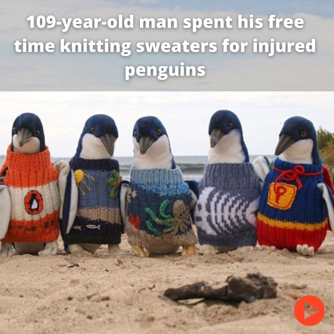 livetreenetwork's tweet image. Alfred Date, a 109-year-old Australian, was not only the oldest person in the country at one point in time, but he knitted sweaters for injured penguins in his free time. 🐧 👕 Whose a dab hand at knitting?! #Livetree #Fairweb #Penguins #ClimateChange #EcoFriendly #Nature