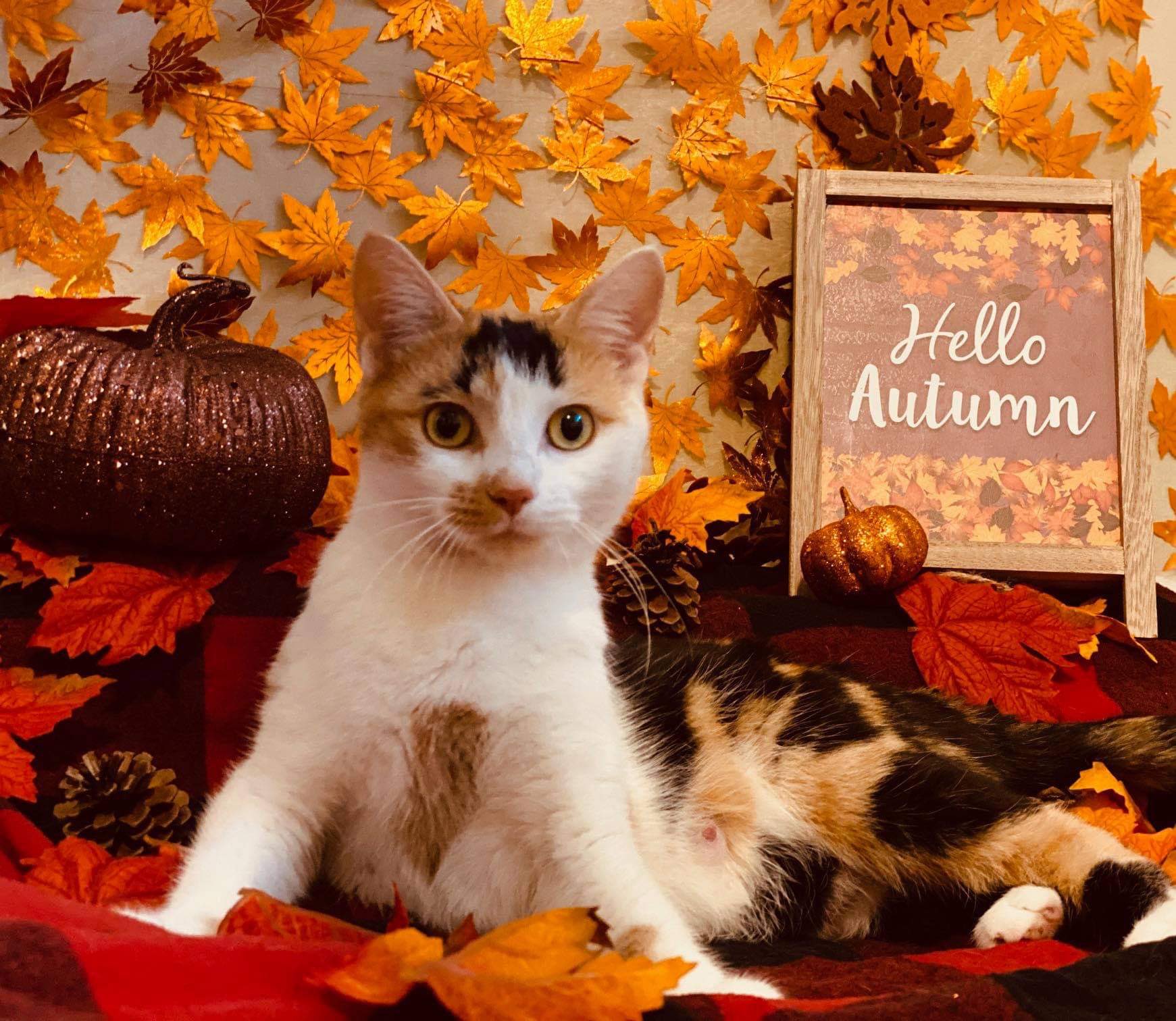 scar second chance animal rescue