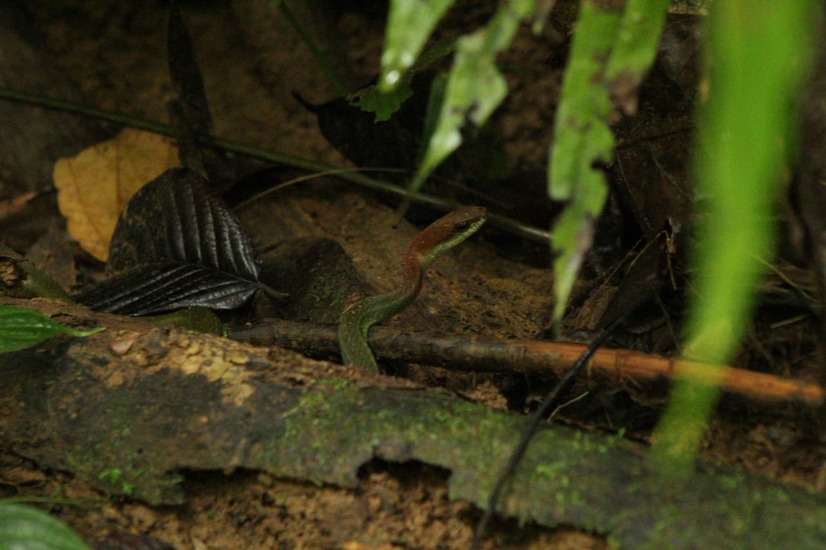 JuanchoHO's tweet photo. Mastigodryas danieli
Ramphastos ambiguus swainsonii 
Cuevas de Bedo. 💚💙 https://t.co/7DPWkEqvdc
