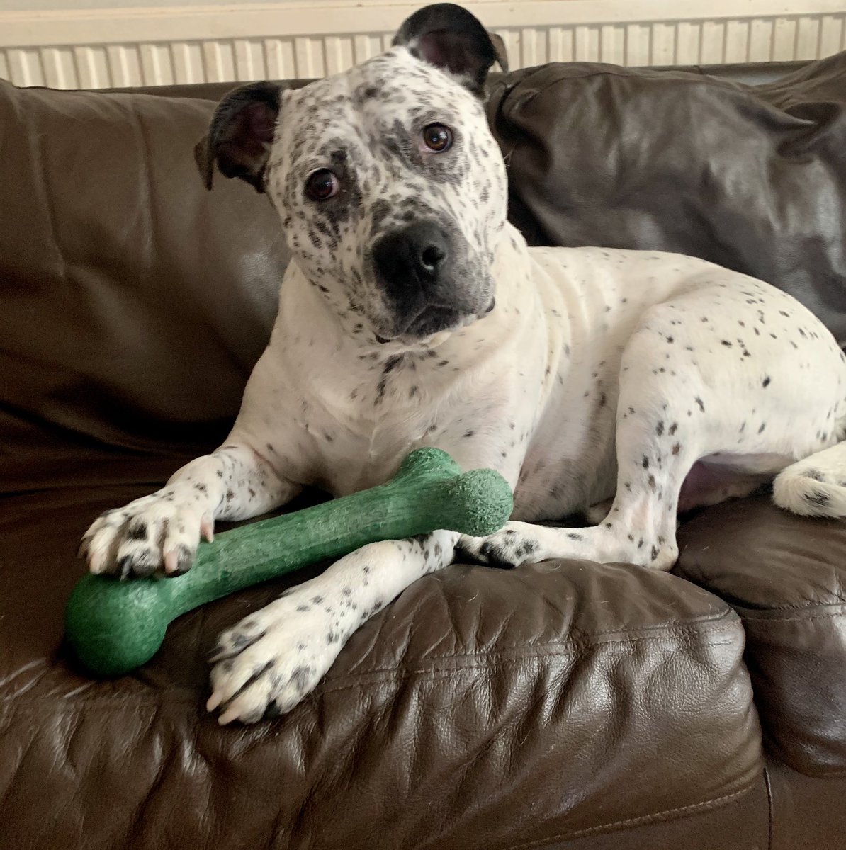 syd_akaYog's tweet photo. What I’m just chewing on my CROCODILE Bark Bone it’s sooo yummy it tastes likes bacons furiends go check them @PetQwerksToys they comes highly recommended #dogsoftwitter #barkbone #crocodile #happyboy https://t.co/pcNL7HKaoL