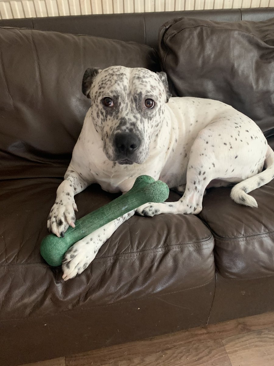 syd_akaYog's tweet photo. What I’m just chewing on my CROCODILE Bark Bone it’s sooo yummy it tastes likes bacons furiends go check them @PetQwerksToys they comes highly recommended #dogsoftwitter #barkbone #crocodile #happyboy https://t.co/pcNL7HKaoL