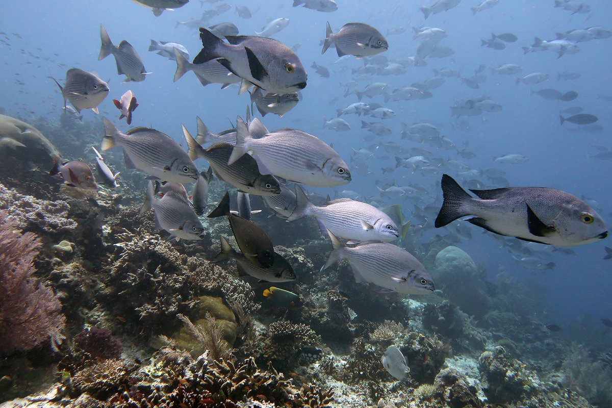 September: leaves turning 🍁 fish moving #SpeciesOnTheMov don’t miss out on this month’s Reef e-talk by Professor David Booth on Opposing climate-change impacts on poleward-shifting coral reef fishes. Simply register here: us02web.zoom.us/meeting/regist…