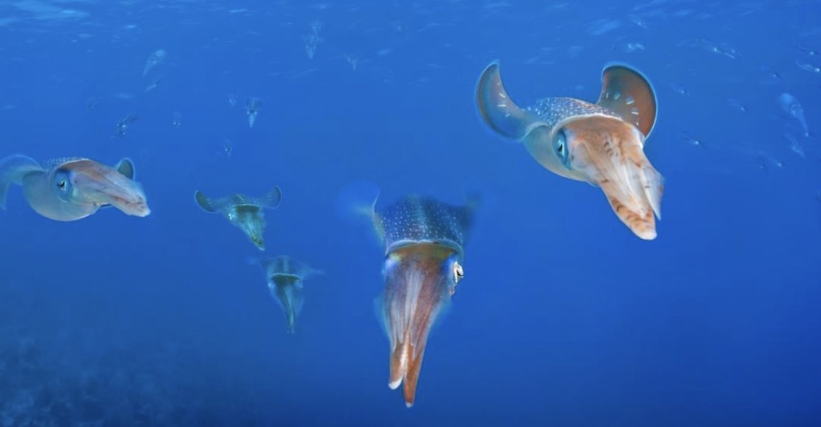 Cayman_Islands tweet picture