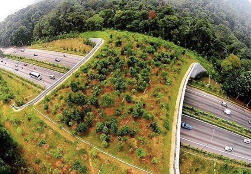 AlvaroTWOL's tweet photo. En Holanda han hecho 600 puentes para el libre movimiento de la fauna https://t.co/MGZJ0SdcIo