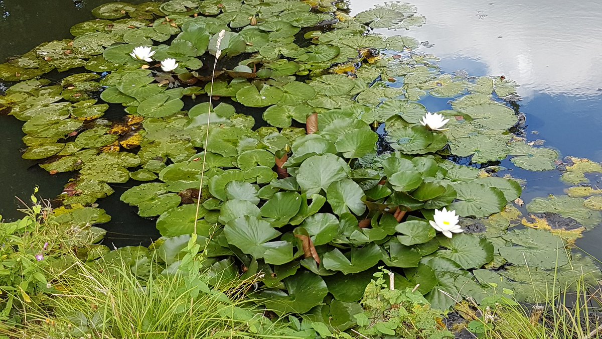 starstella1960's tweet image. Valuable library inductions with  blacksmithing, arboricultural and animal care students today. The library exists to support you in your studies and life in general! Plus a little more plant therapy for the evening... #Brinsburylibrary @Brinsbury @CcgLibrary
