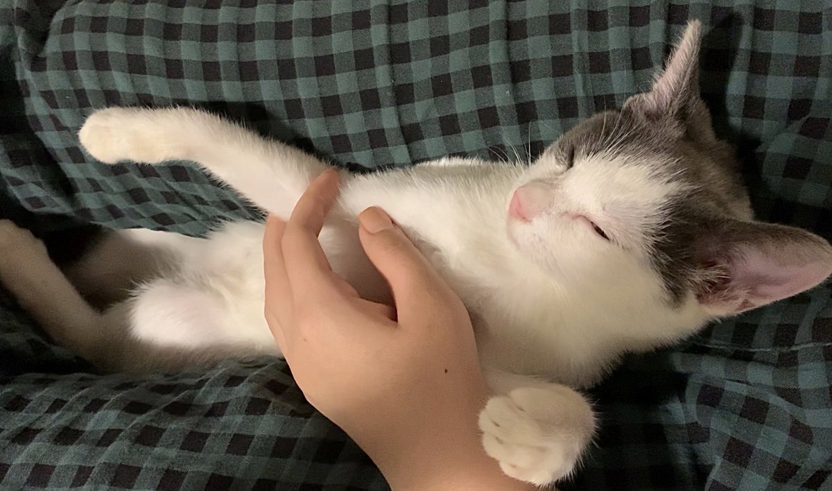 dangmothekitty's tweet photo. RT 부탁드려요
요고의 입양신청을 받습니다. 안길 틈이 있다하면 파고들어와 호두만한 머리를 파묻고, 무릎에 올라와 잠들고, 촉촉한 코로 뽀뽀해주는 것을 너무 좋아하는 꼬마입니다. 이제는 버려지는 것이 아닌 오롯한 사랑을 주고받는 일이 무엇인지 알게해주세요.
폼: https://t.co/VOqdIET7Bu https://t.co/879OhHHWv4