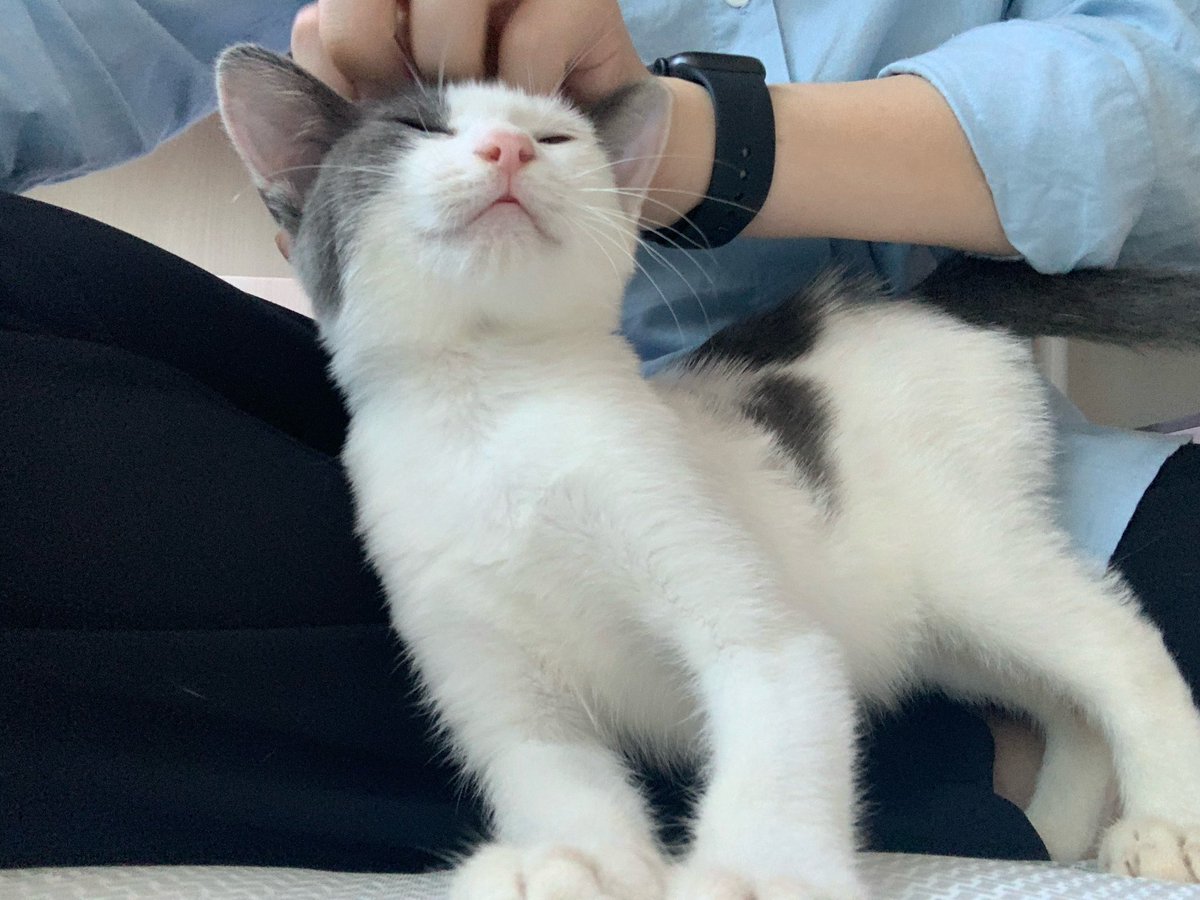 dangmothekitty's tweet photo. RT 부탁드려요
요고의 입양신청을 받습니다. 안길 틈이 있다하면 파고들어와 호두만한 머리를 파묻고, 무릎에 올라와 잠들고, 촉촉한 코로 뽀뽀해주는 것을 너무 좋아하는 꼬마입니다. 이제는 버려지는 것이 아닌 오롯한 사랑을 주고받는 일이 무엇인지 알게해주세요.
폼: https://t.co/VOqdIET7Bu https://t.co/879OhHHWv4