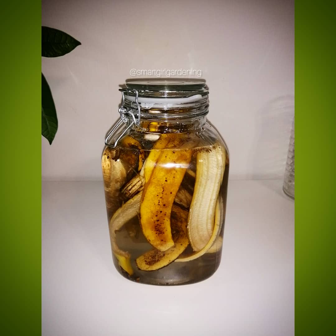 SmartGirlGarden's tweet photo. I love making banana water, not for me but for my plant babies. This DIY zero waste fertilizer is rich in potassium and is perfect for plants that are blossoming and fruiting. I made this batch specifically for my peppers.

#diyfertilizer #balconygarden #SmartGirlGardening https://t.co/F0wZG2PqVA