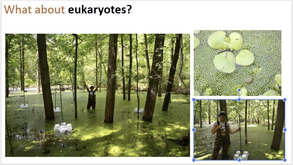 in honor of <a href="/PittBioSci/">Get Your PhD @PittBioSci</a>  work on duckweed I always use a picture of it in my lecture slides when I transition from talking about prokaryotes to eukaryotes in intro bio
<a href="/swapecoevo/">Swapna Subramanian</a> @Exp_EvoEco