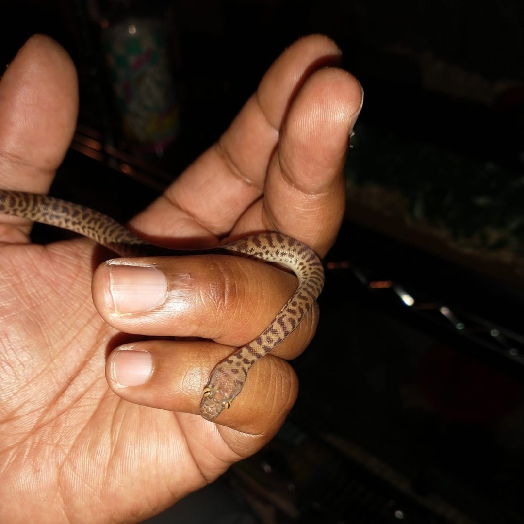 BHBReptiles's tweet photo. "Thank you for our amazing new addition, ET (short for egg time). He's such an adorable children's python. And my husband is so happy to finally have a snake from bhb reptiles." - Thank you for sharing Ashley Adams!! We love the name. #bhbreptiles #snake #childrenspython https://t.co/GEqFB6QUw3