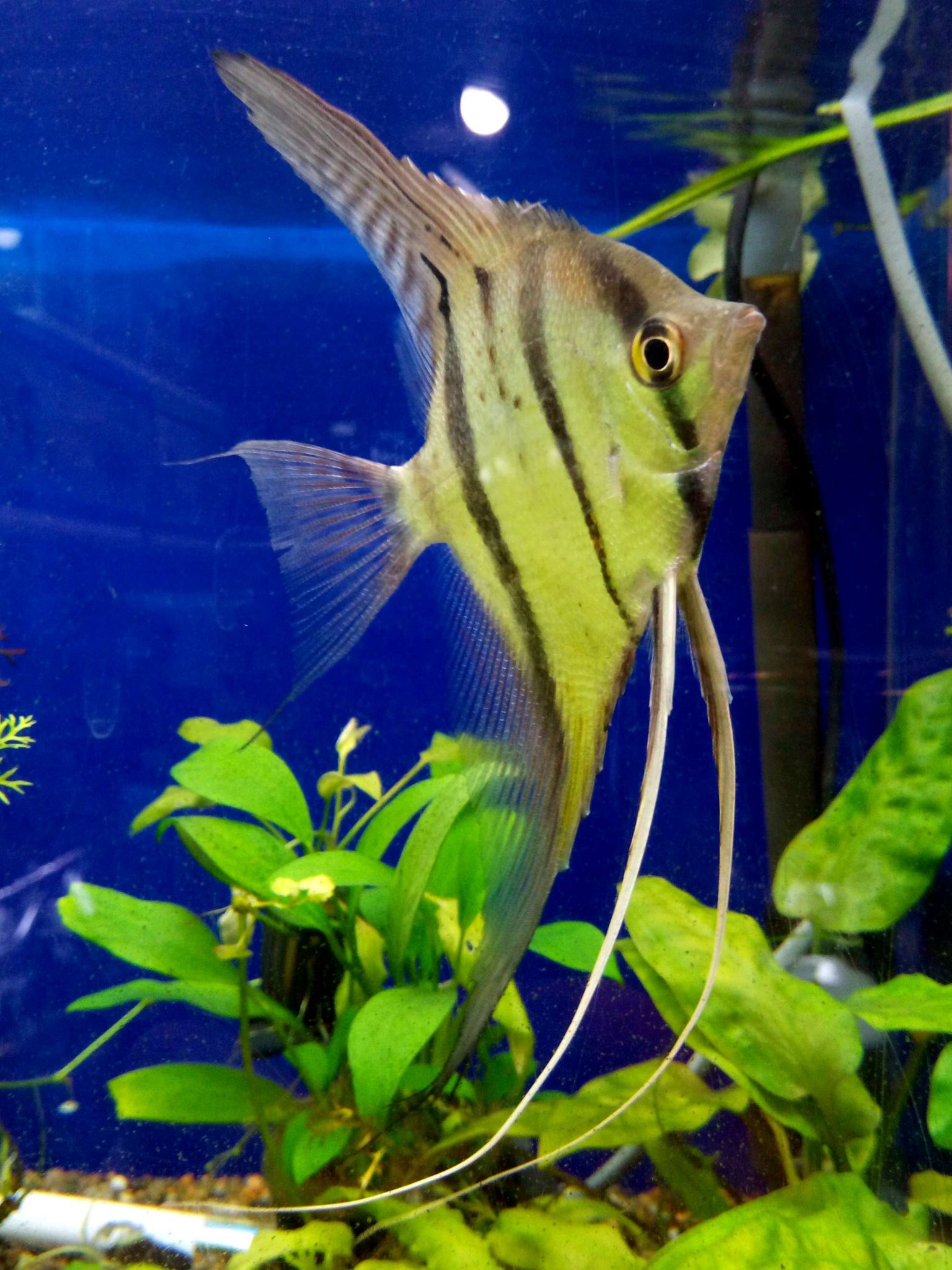 るていん 熱帯魚5 スカラレ エンゼル 他の2種を合わせてエンゼルフィッシュと呼ぶ 上下に伸びるヒレが優雅 サイズは10 15cm 水槽の縦幅にも余裕を持ちましょう 適合水温は24 28 小さい熱帯魚 エビと混泳すると食してしまいます 低層に居る