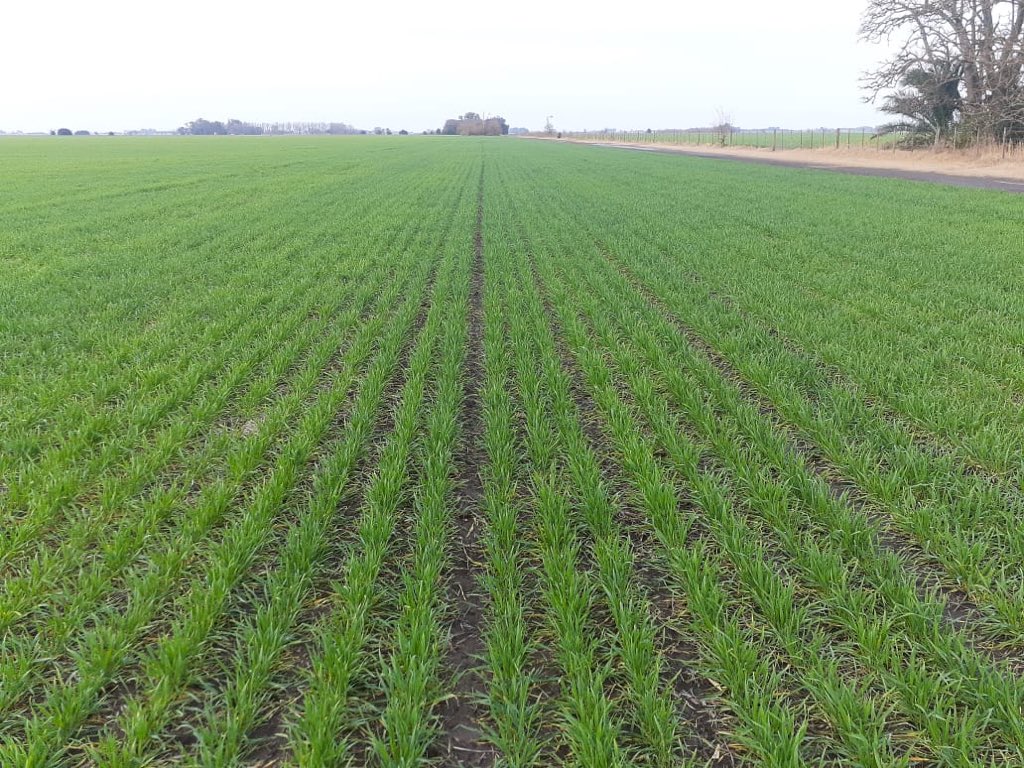 BumperCrop1's tweet photo. Como digo siempre:
No existe actividad más noble, ni más liberal sobre la Tierra, que la del hombre solo frente a la Naturaleza intentando producir alimentos y creando riqueza para sí y para el resto de la sociedad.
Feliz #DiaDelAgricultor para todos los que producen y estudian! https://t.co/n7hyVFp2Lz