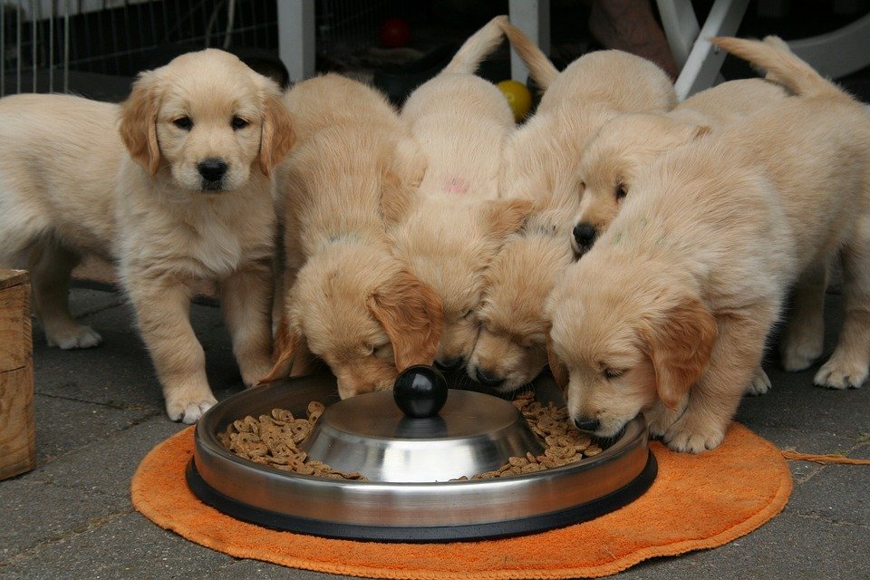 dogsora2's tweet photo. 7 Human Foods You Didn’t Know Are Bad for Your Dog
https://t.co/yzOPIu9xbo https://t.co/TVBmKy8mct