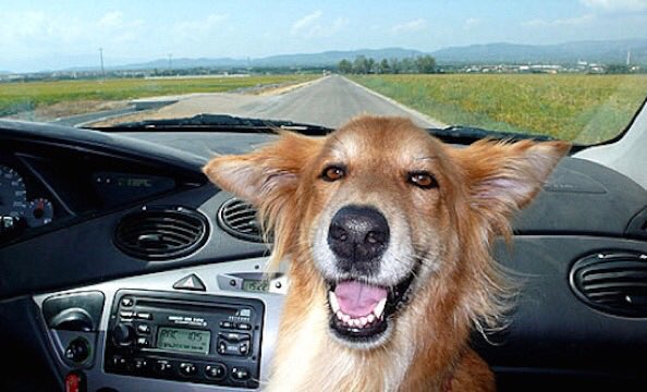 JRBatalle's tweet photo. Antiguos alumnos: Lola (Barcelona)

“¿Adónde van los perros?, dicen ustedes, hombres poco atentos. Van a sus asuntos. Y son muy exactos, sin cuadernillos, sin apuntes… y sin cartera.”
Charles P. Baudelaire, poeta.
https://t.co/73ueYQdSlY
#perro #dog #etologia #dogtraining https://t.co/MnLRBZKrpe