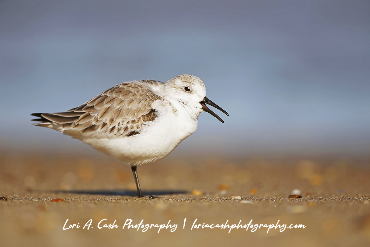 Sanderling yawning at the beach in Nags Head, NC.
#wildlifephotography #birdphotography #birds