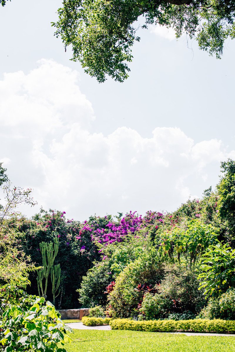 VinoyRen's tweet photo. In St. Pete, finding time for nature is a walk in the park. https://t.co/X9loOM2UVe
