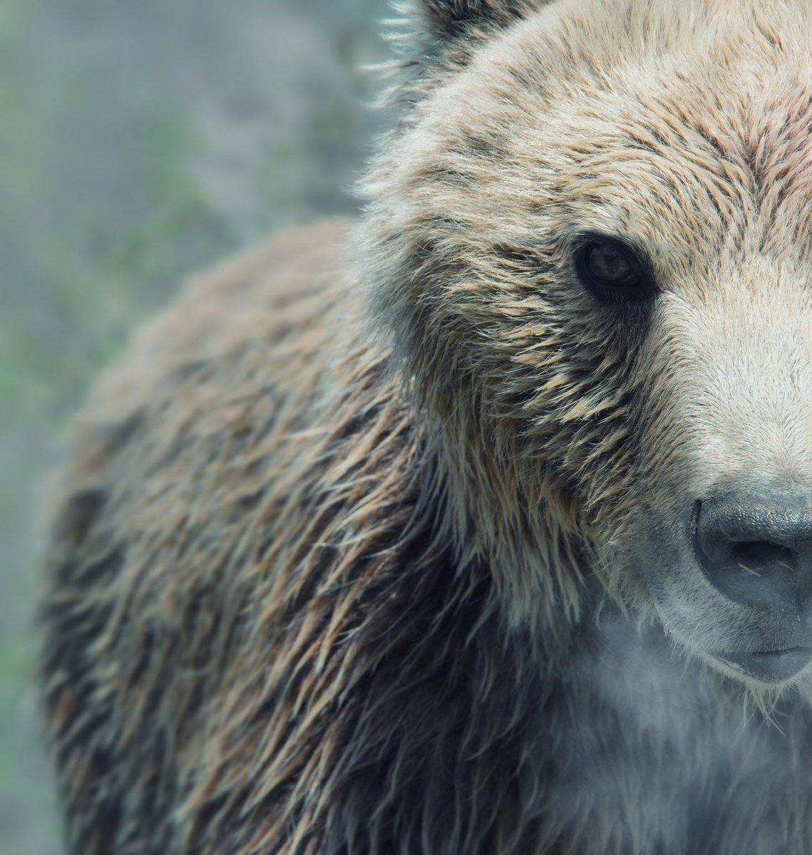 enndrez's tweet photo. Një throwback në Badovc 
#eos600d #300mm #wildlifephotography https://t.co/HY0y4TFwFZ