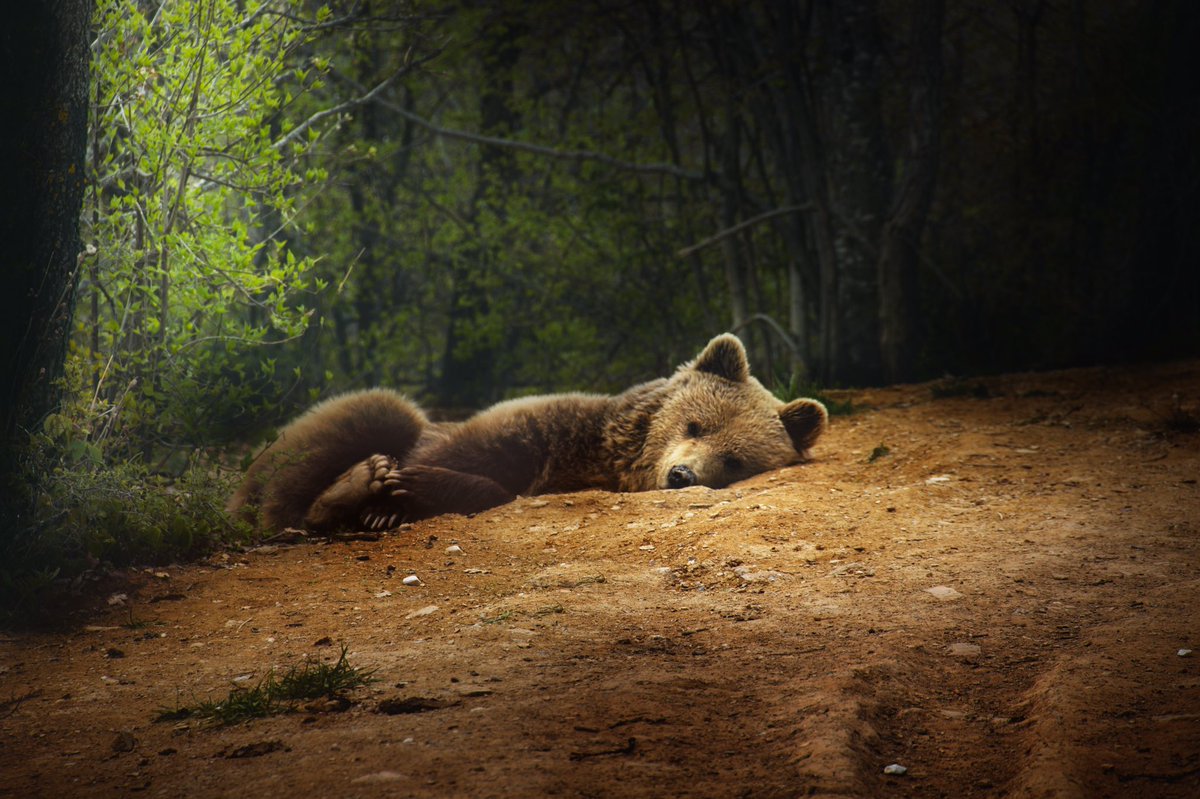 enndrez's tweet photo. Një throwback në Badovc 
#eos600d #300mm #wildlifephotography https://t.co/HY0y4TFwFZ