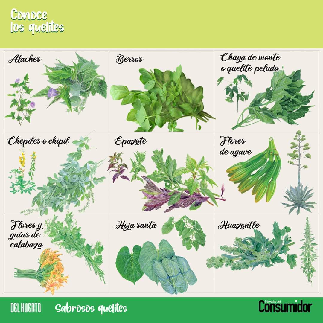 🌿 En México existe un grupo de plantas comestibles conocidas con el nombre  genérico de #Quelites. Son hojas, tallos, brotes o flores inmaduros de  distintas variedades. Su nombre proviene del náhuatl quilitil., image size:1080x1080