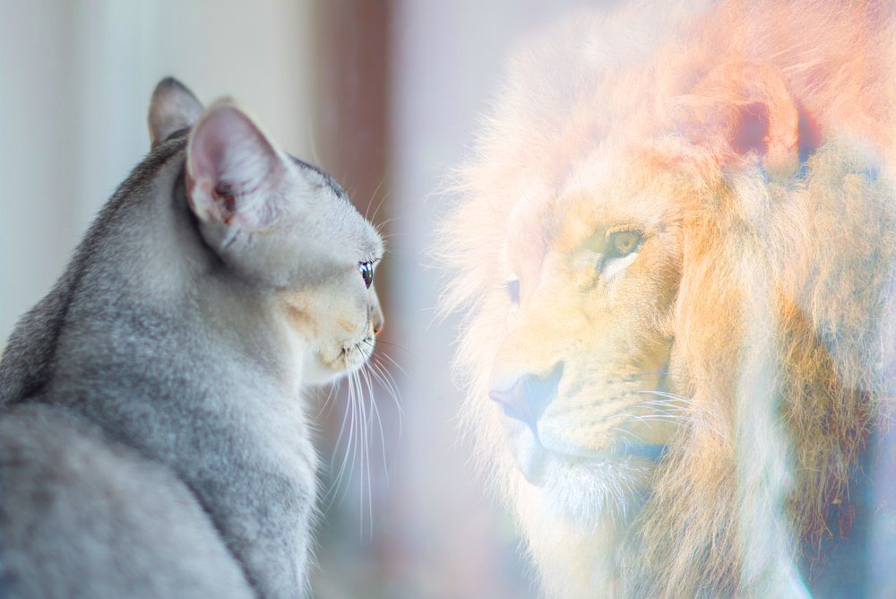 PotentialityC's tweet photo. Taking Conscious Control by Embodying Archetypes - https://t.co/1N95u0IEgm you’re under pressure, what tools do you use to ensure you respond effectively?  How do you manage yourself when you are up against it?  Life is full of challenging conversations, situations and relatio... https://t.co/70CcaF0WTc