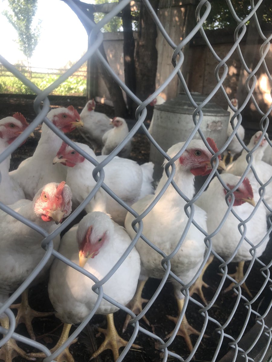 ProvetaNutriti1's tweet photo. We hope everyone had a safe & happy long weekend! Call us today to stock up on feed #provetanutrition #feedtosucceed #beef #dairy #poultry #swine https://t.co/YXimpnoieR