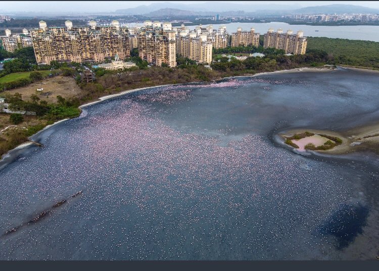 AneraoKailash's tweet photo. @sunnyagro @NaviMumbaiWetl1 @ChatterjeeBadri @CIDCO_Ltd @pratikchorge00 @gautam_adani @BNHSIndia @PMOIndia @HardeepSPuri @CMOMaharashtra @SrBachchan @mrsfunnybones @iamsrk @amirkingkhan @SonuSood @TandonRaveena @anandmahindra @drharshvardhan @PiyushGoyal @PrakashJavdekar @vrtiwari1 @NeenuSomaraj @MahaForest @MangroveForest @vikaskharage @OfficeofUT @TheAaryanKartik @WetlandsInt @AdaniOnline @igpmumbai @terence_fdes @SaveMumbaifore1 @LetIndBreathe @ketan83 @JeeneKaAdhikar @GreenStalin @AravalliBachao @tanmay_shinde99 @SunjoyMonga @moefcc @NoTreesNoWater @UNEP @UNFCCC @UN @Indian_Rivers @RamsarConv @anshul_a_jain If you ask citizens to choose between CIDCO and wetlands; each and everyone will choose the wetlands &amp; birds. Let’s disband and defund CIDCO who acts as an agent for builder lobbies instead of welfare of citizens. Request @OfficeofUT to take right decision. @navimumbaicv @ANI https://t.co/IBX1Tc2vsw