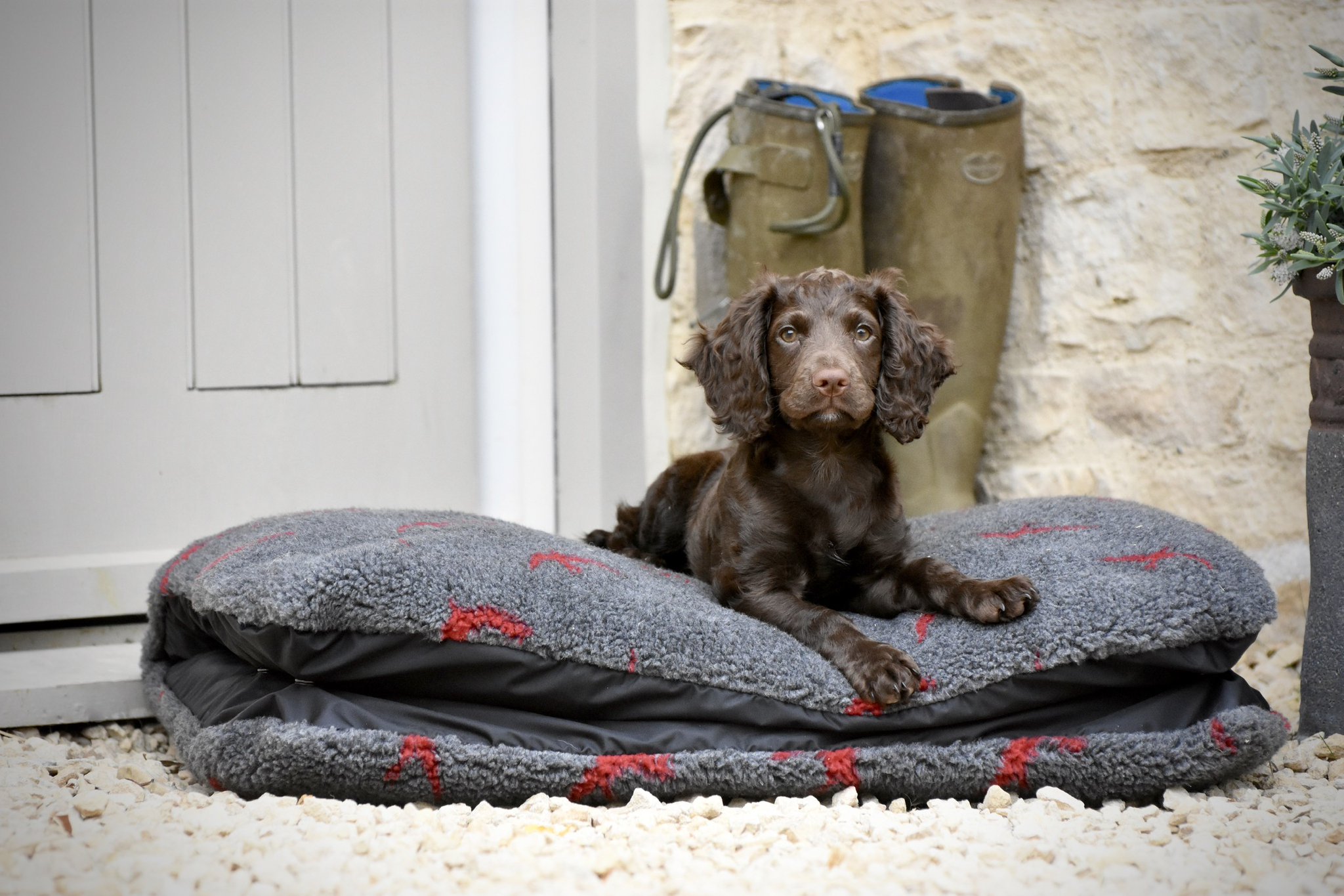 tuffies dog beds on Twitter "https//t.co/490TcpXrBt tuffies 