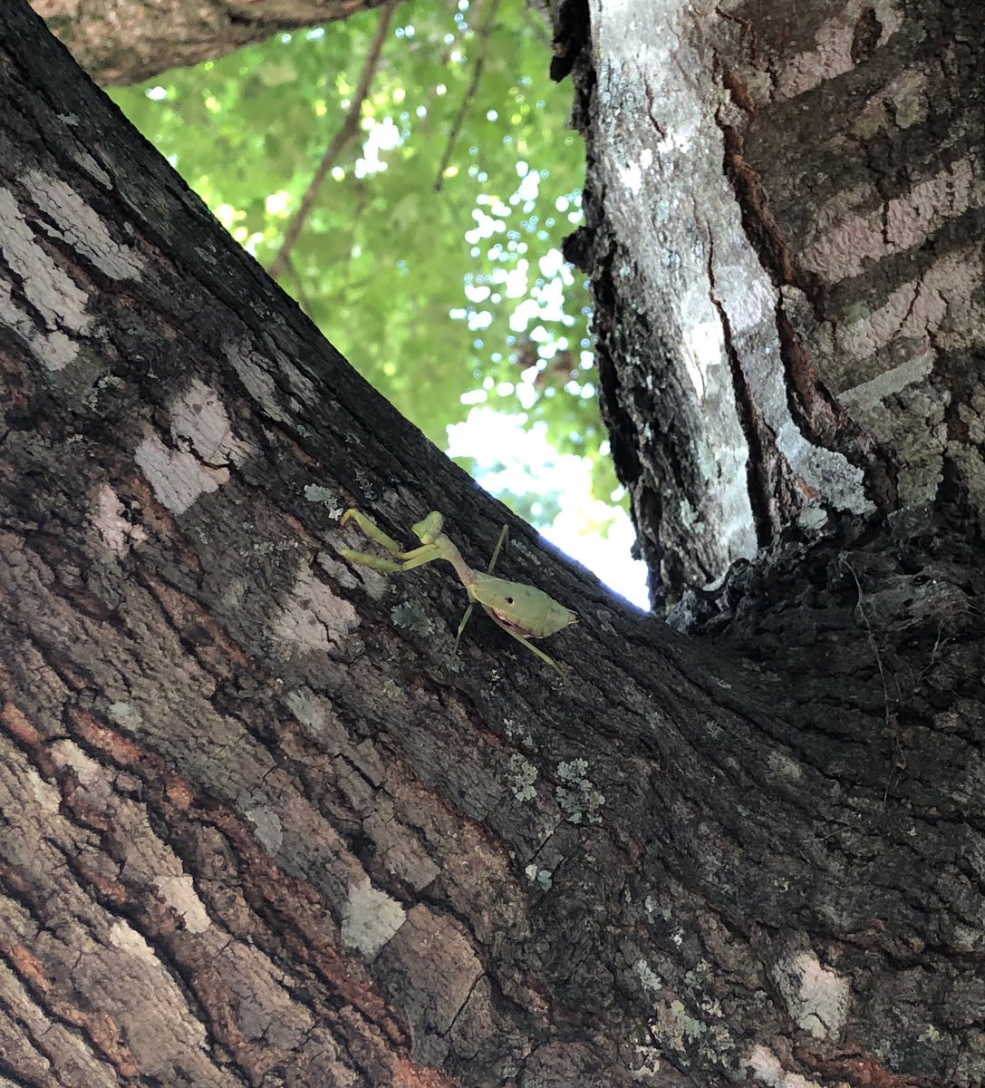 Cheryl Bruno tweet media