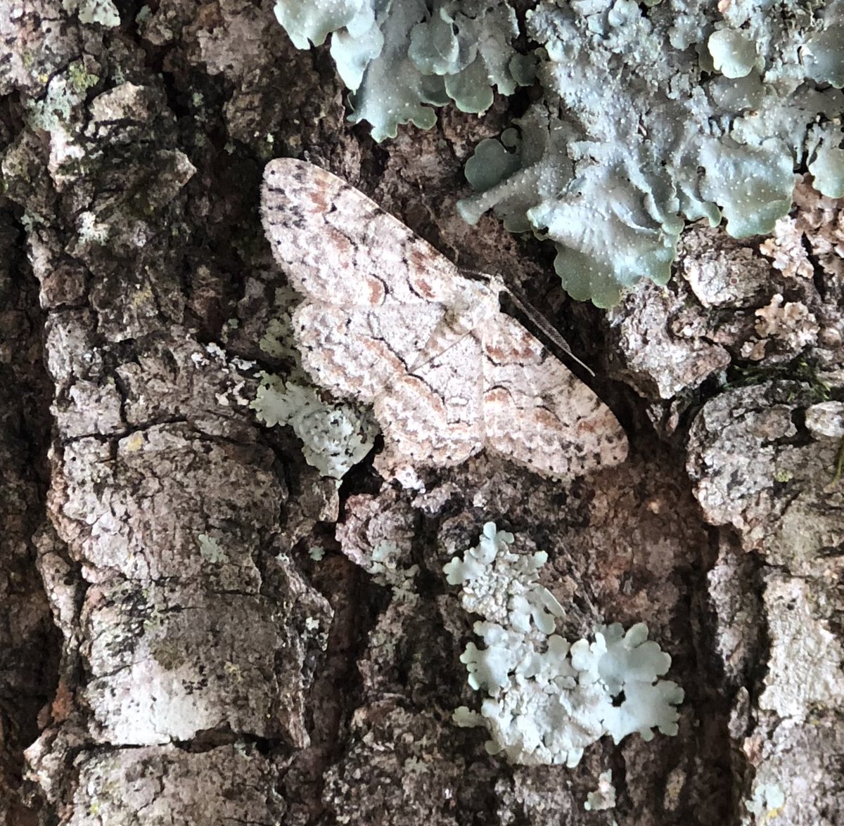 Cheryl Bruno tweet media