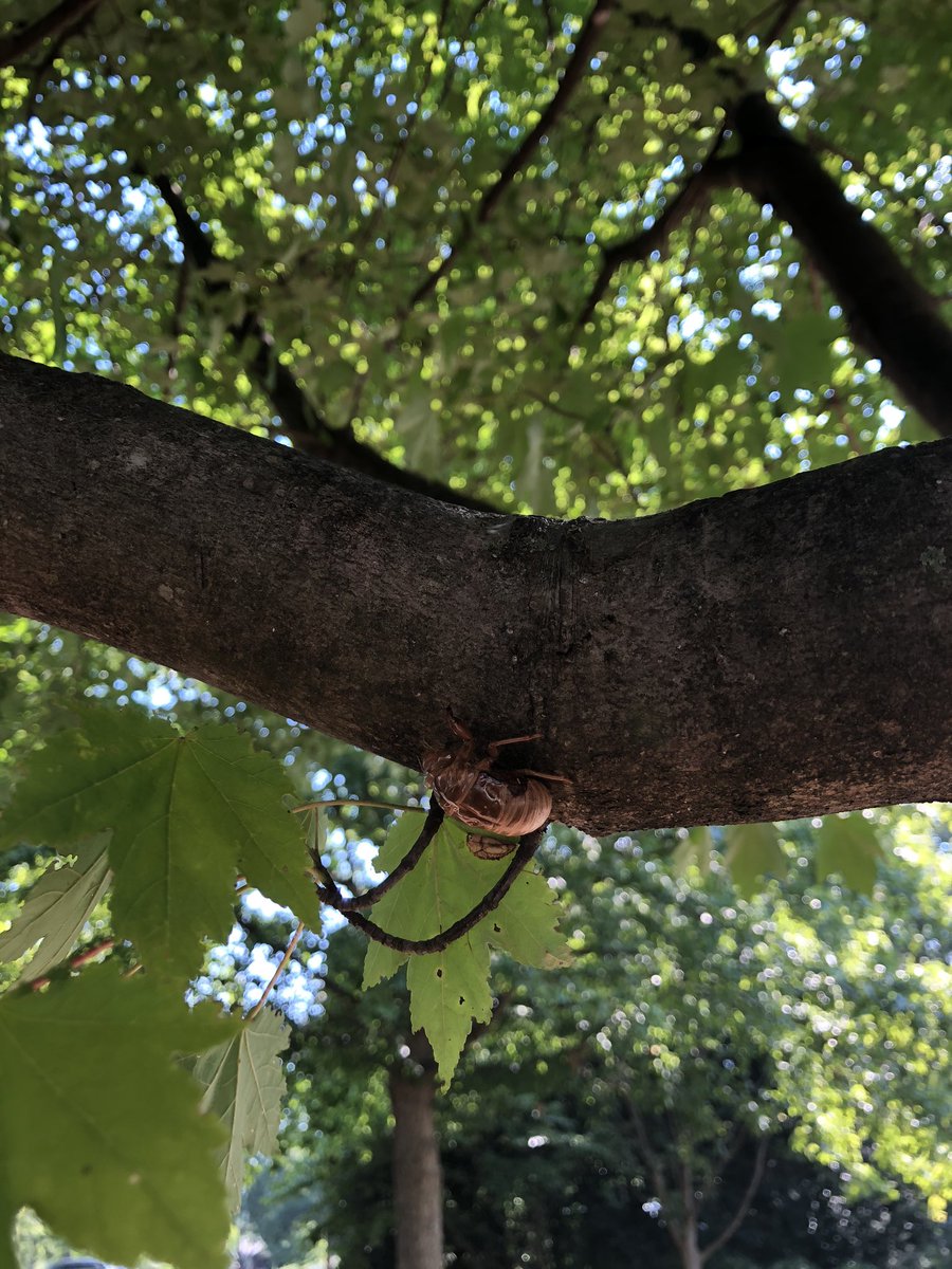 Cheryl Bruno tweet media