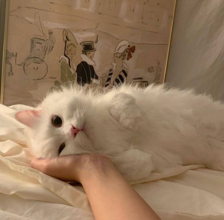 ₗᵢₙหลิน ʕ´• ᴥ•̥`ʔ tweet media
