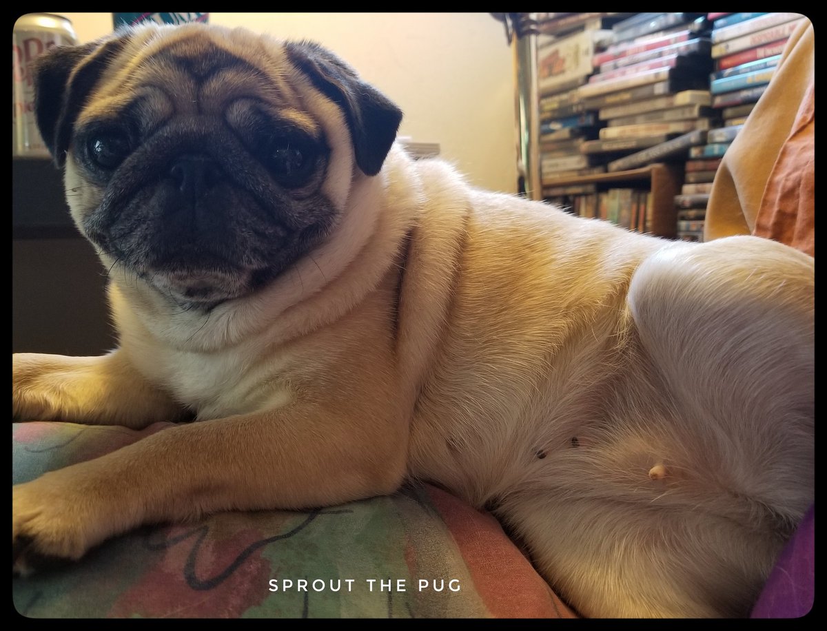 Sprout here! 

What? You want to scratch my tummy, you say? Of course you do!  Here it is, right here....

#GoAhead #YouKnowYouWantTo #scratchmytummy #pug #pugs #dog #dogs #puppy #puglife #PugsAndKisses #dogsofinstagram #pugsofinstagram #dogsoftwitter #tuesdaythoughts #tummy