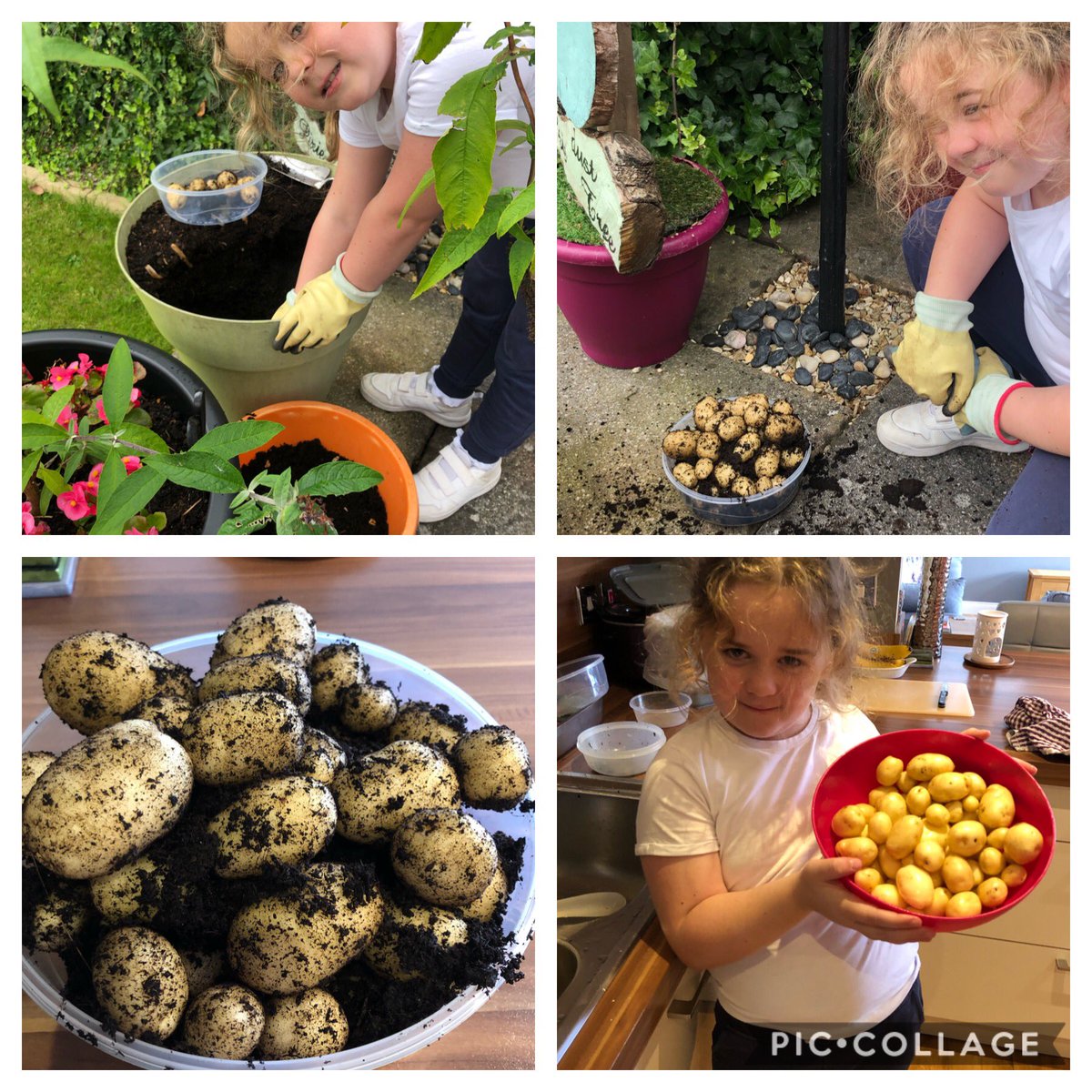 Harvesting our home grown tatties 😍<a href="/jasonforsyth70/">Jason Forsyth</a> @P5and4DMorayPS <a href="/MorayPS/">Moray Primary School</a>