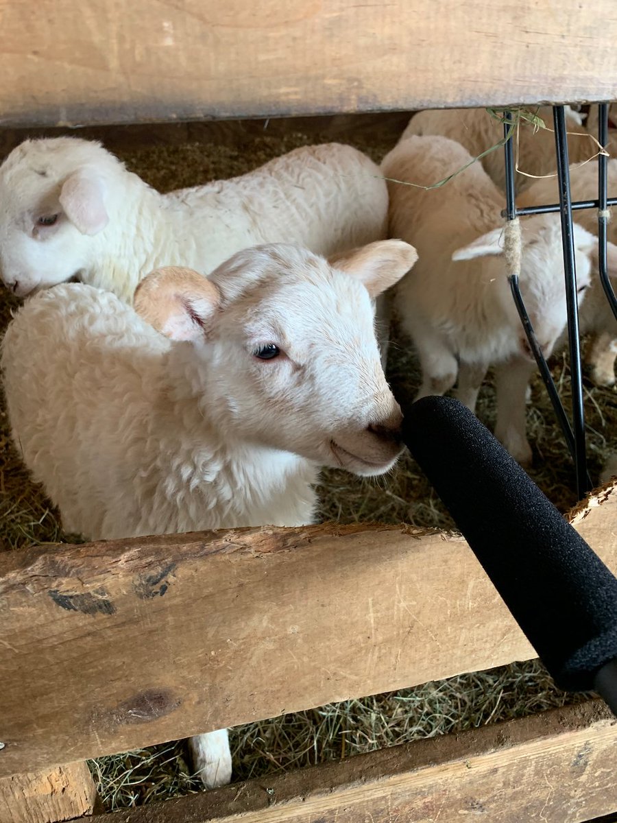 I am grateful to all the Mainers who invited me into their community centers, strategy sessions, and livestock pens. This one was the fluffiest. 7/7 https://slate.com/news-and-politics/2020/09/maine-turned-on-susan-collins.html