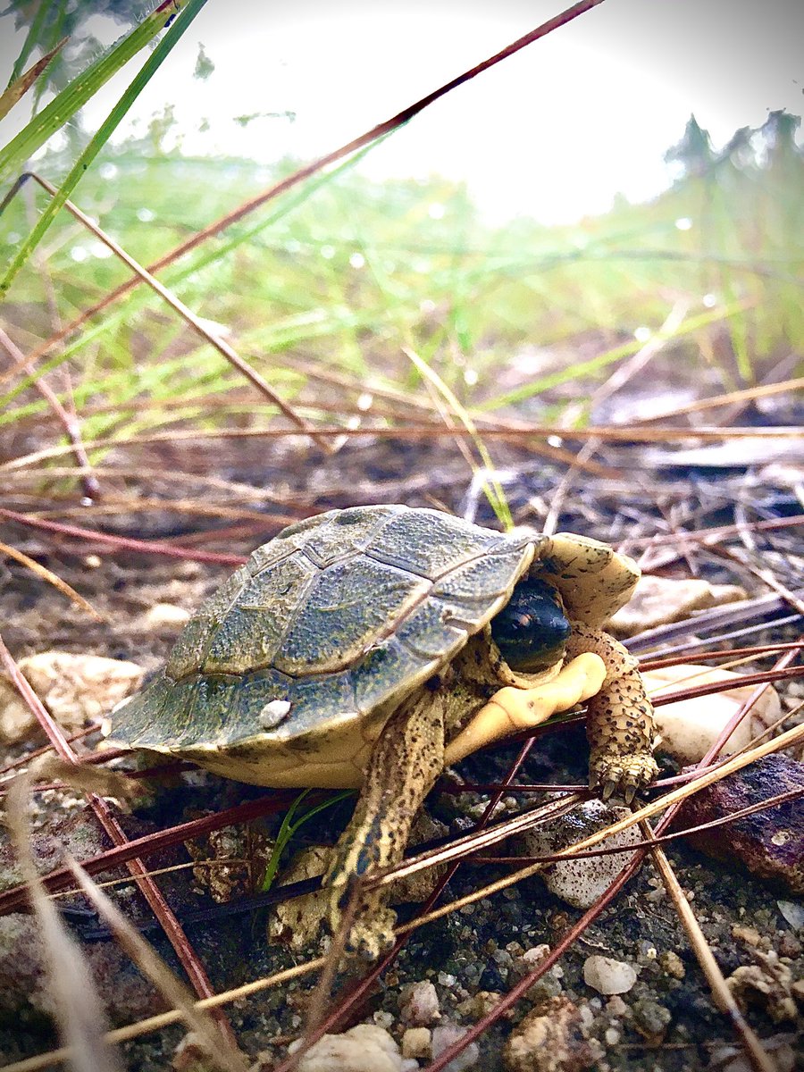 Belize_Turtle's tweet photo. Check out this beautiful hatchling furrowed wood turtle (Rhinoclemmys areolata) we found out and about during a recent heavy rain. If you look closely you will see it still has the caruncle (egg tooth) at the tip of the beak. https://t.co/PwneWS2jbl