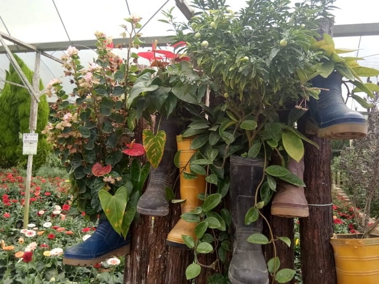 MilkyTalukder's tweet photo. Flower garden Genting Highlands Strawberry Leisure Farm is a #tourist #attraction
#travel #travelblog #travelphotography  #travelblogger #travelgram #travelbloging https://t.co/SObAYLA1PO