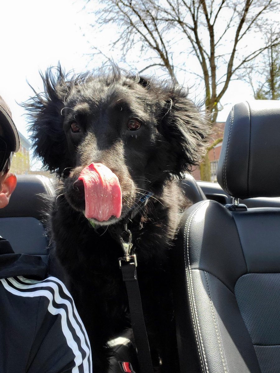 PepperB15's tweet photo. Live the wind in my face#TongueOutTuesday https://t.co/xbFtJ9QU5o