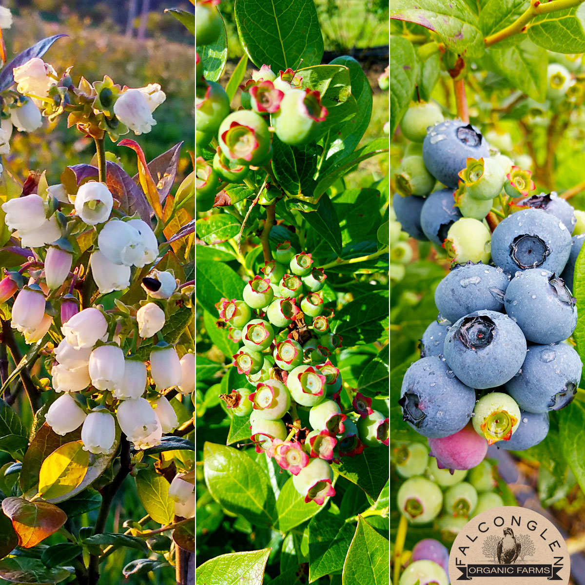 FalconglenFarms's tweet photo. From blossom to berry, certified organic every step of the way! #OrganicBC #OrganicWeek #Falconglen #certifiedorganic #blueberries #eatlocal #Langley #LangleyTownship #LangleyFresh #farmtotable #organicfarming #organic #blueberry #realfood #superfood #ecofriendly #blossomtoberry https://t.co/1tCGc8OBWY