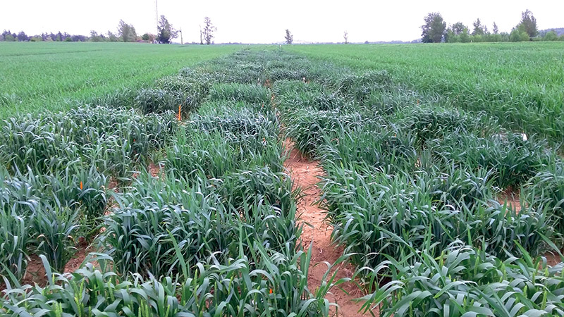 semae_officiel's tweet photo. #LaSemenceLaSolution
Grâce à vous, l'#Innovation pousse plus vite
📌Modèles prédictifs en sélection variétale: des blés mieux adaptés au climat
validés dans le cadre du Projet GIEC, financé par le Fond de Soutien à l’Obtention Végétale #FSOV
https://t.co/iCwr58LEW6 https://t.co/9H7vgThKEO