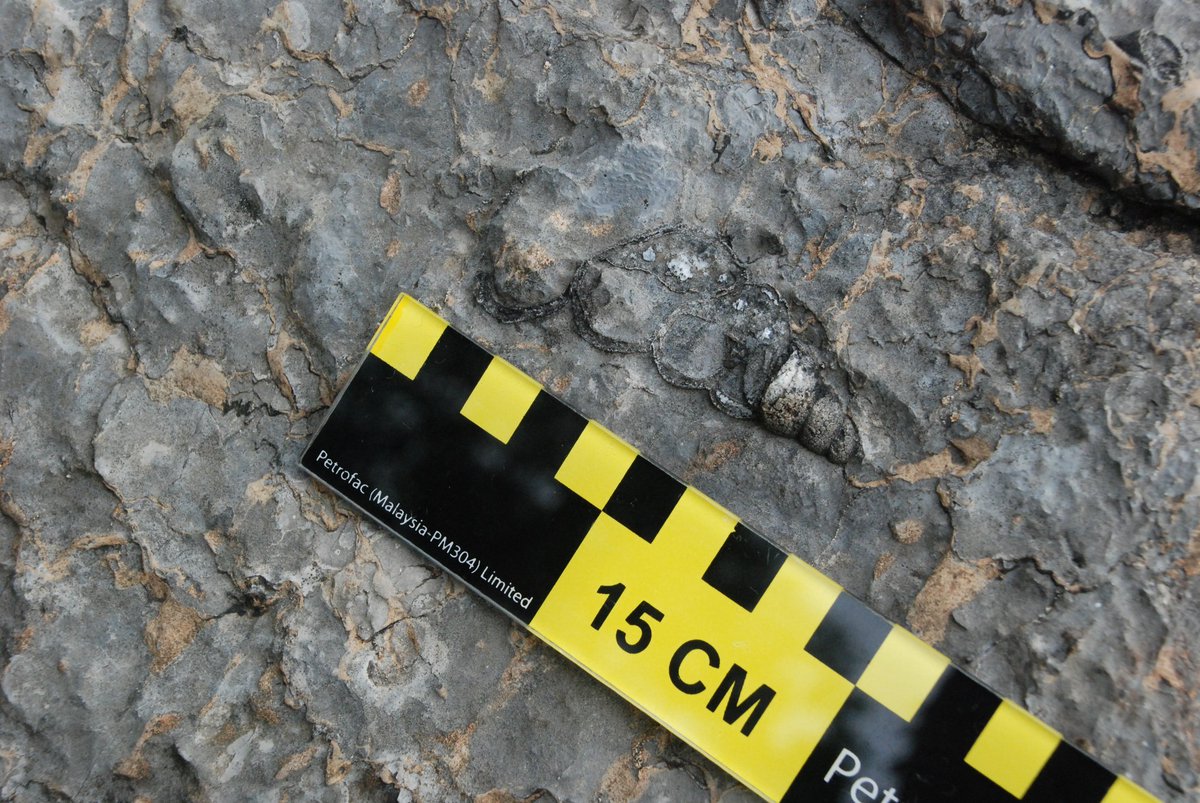 To find fossil isn't easy.  Moreover, dinos. First, we must look for certain types of rocks : sedimentary rocks. Batu pasir, batu kapur, batu lumpur ataupun rijang, batu kaya silika. Fosil dlm batu2 ini juga berbeza krn berbeza sekitaran pengendapan dan usia.