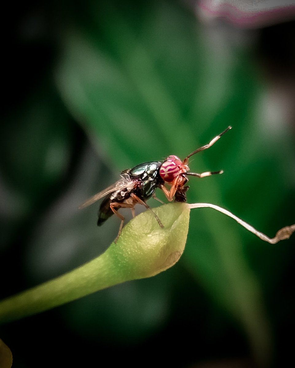 Physiphora Insect.
<a href="/NatGeo/">National Geographic</a> <a href="/NatGeoIndia/">Nat Geo India</a> <a href="/SPmagazine/">Smart Photography</a> <a href="/prophotomag/">Prof Photography</a> <a href="/wadacommunity/">Wadacommunity</a> <a href="/chandu_khedkar/">Chandu khedkar ( ArtistCK )</a> <a href="/Jaydeepinamdar2/">Jaydeep inamdar</a> <a href="/KartikRGaikwad1/">Kartik Gaikwad</a>