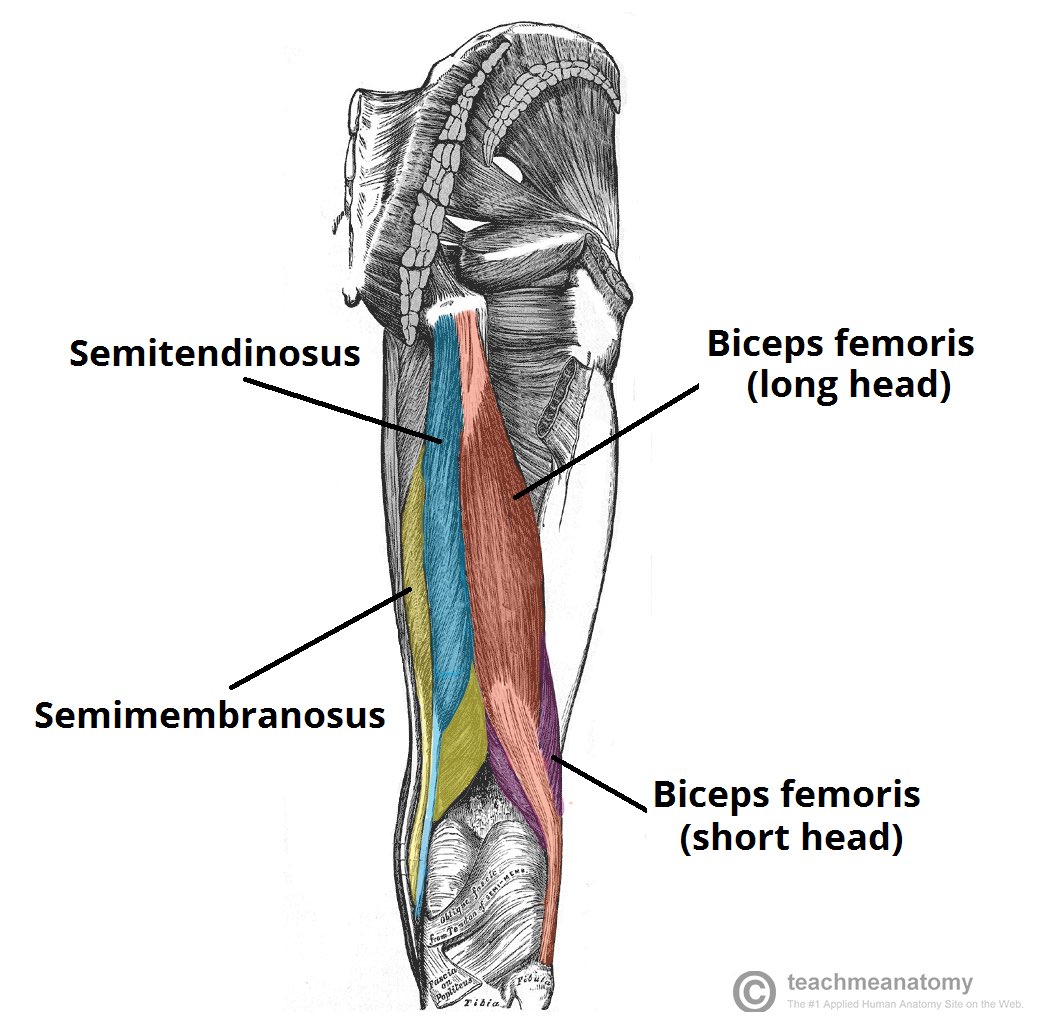 Terdapat 3 otot hamstring;semimembranosussemitendinosusBiceps femorisketiga2 otot ini berfungsi utk membantu kita berjln dlm bahasa mudah. Kecederaan blh berlaku s/ada koyak sedikit/sepenuhnya koyak.